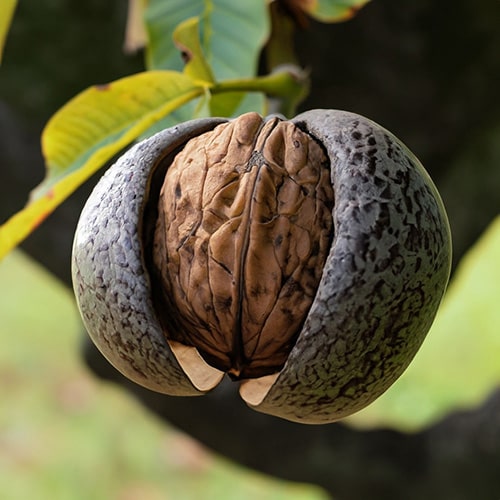 NussbaumWalnuss Frucht