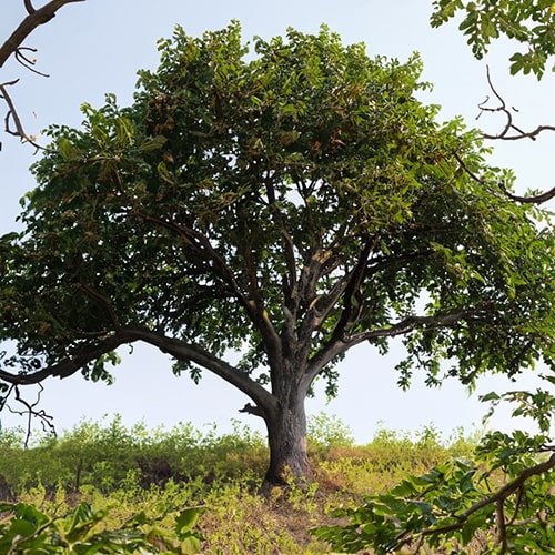 Walnussbaum - Wood Work NRW