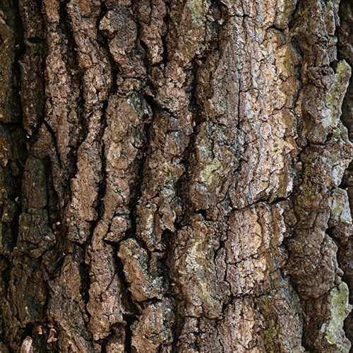 Eichenbaum Rinde