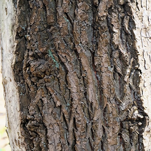 Walnussbaum Rinde